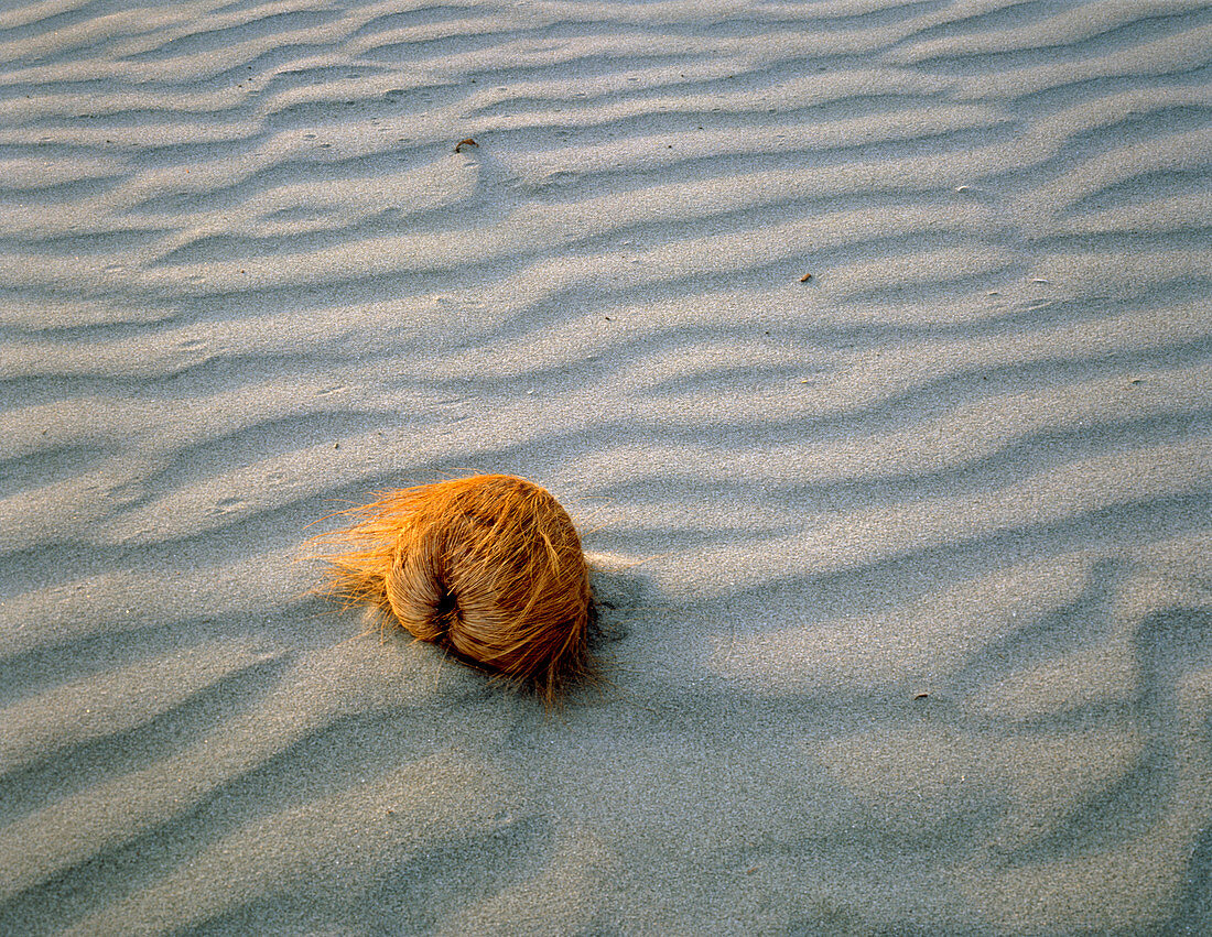 Coconut lying on a sandy beach