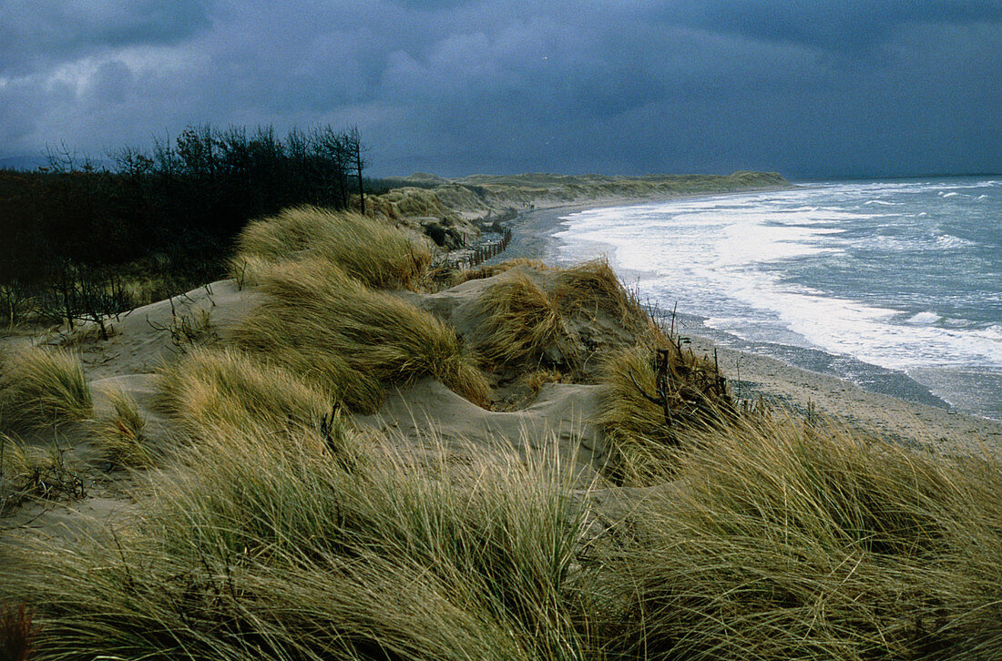 Sandy coastline with marram grass growing on dunes