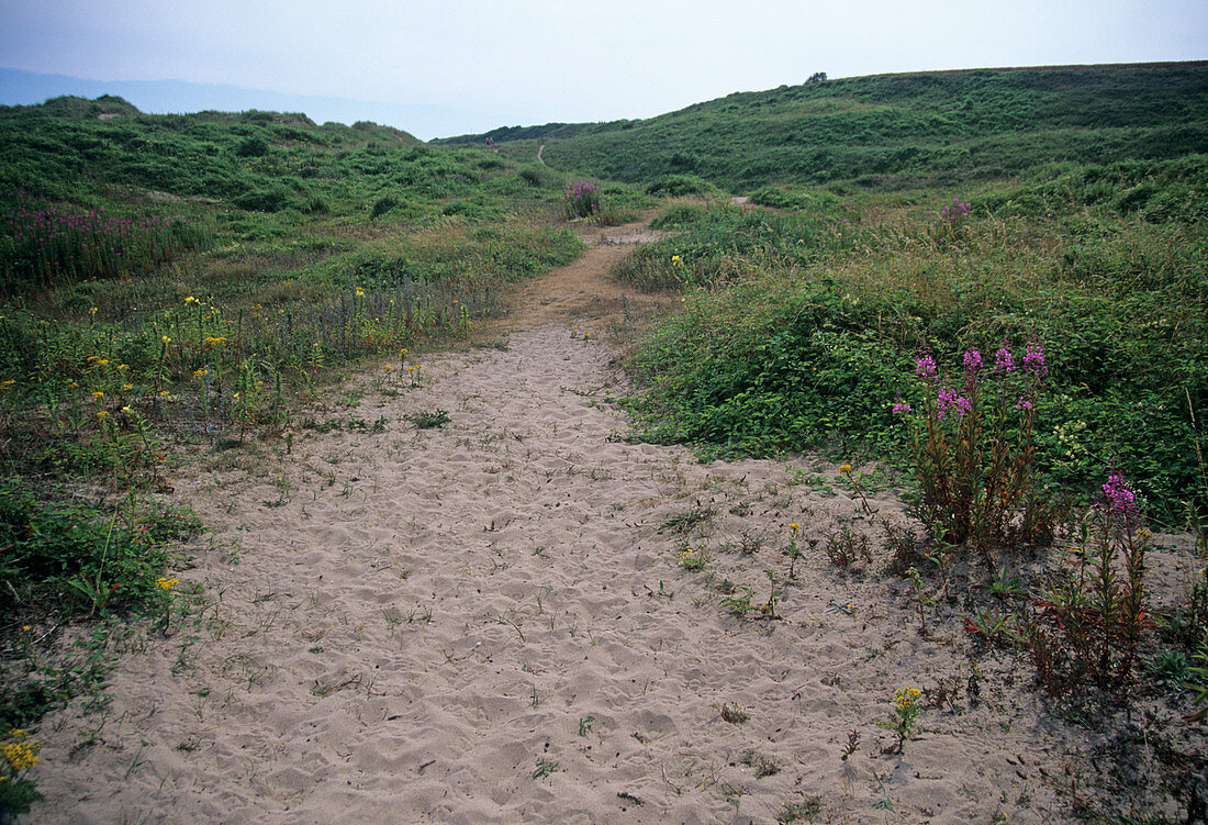 Sand dune path