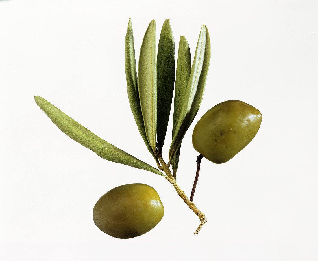 Zwei grüne Oliven mit einigen Blättern vom Olivenbaum