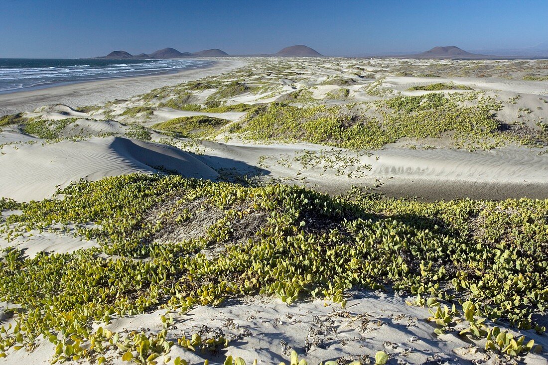 Coastal sand dunes,Mexico
