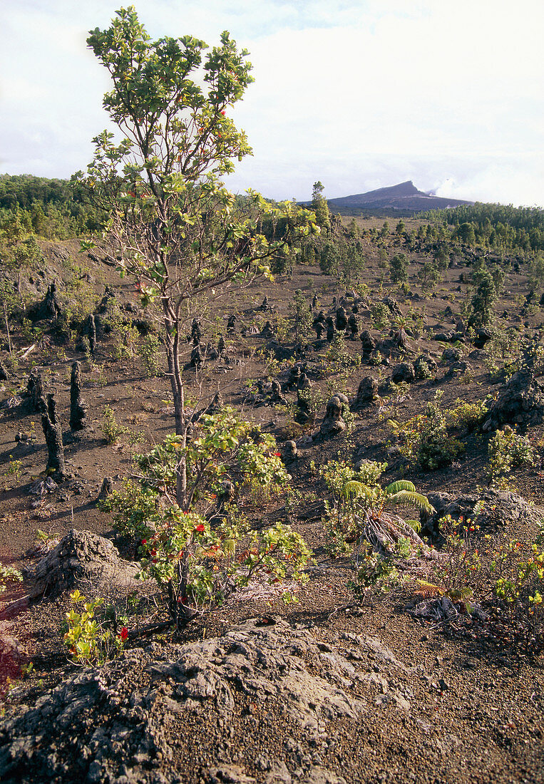 Plant regrowth on a lava flow,Hawaii