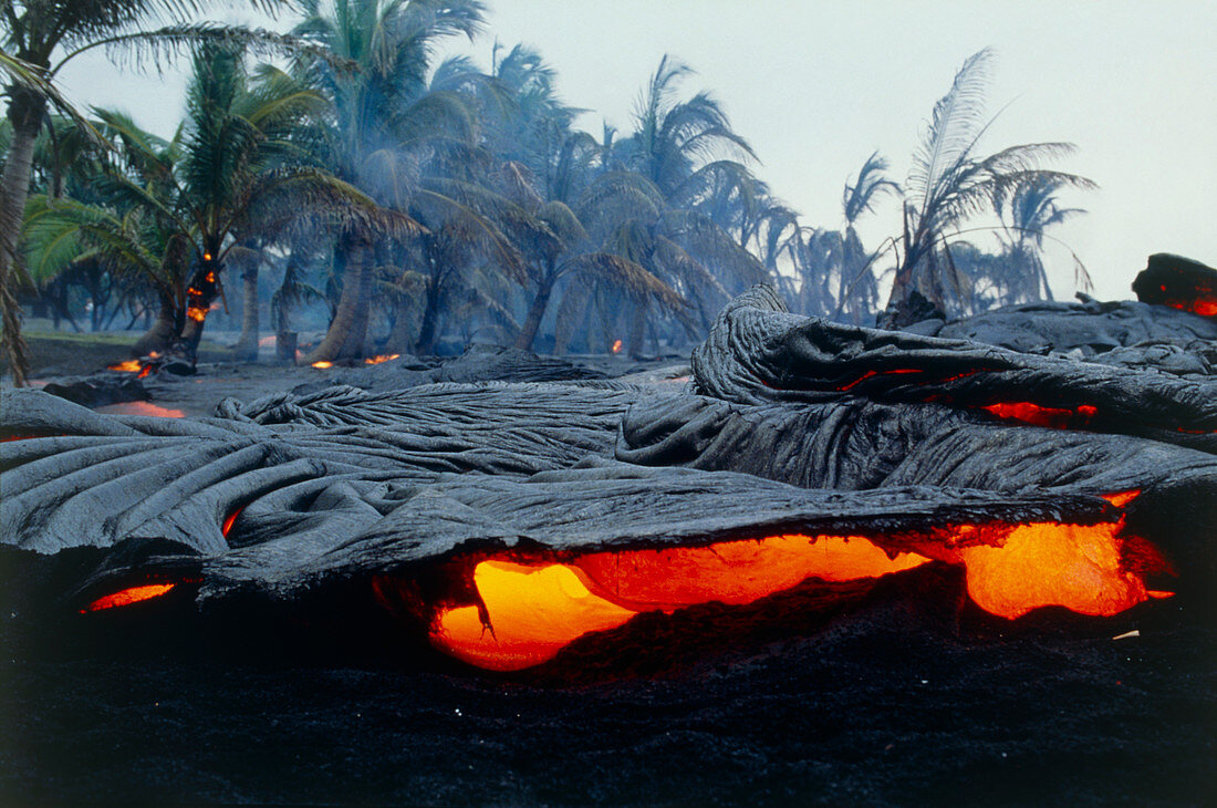 Molten pahoehoe lava burning trees on Hawaii
