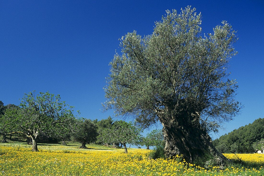 Olive trees in flowery meadow in Majorca