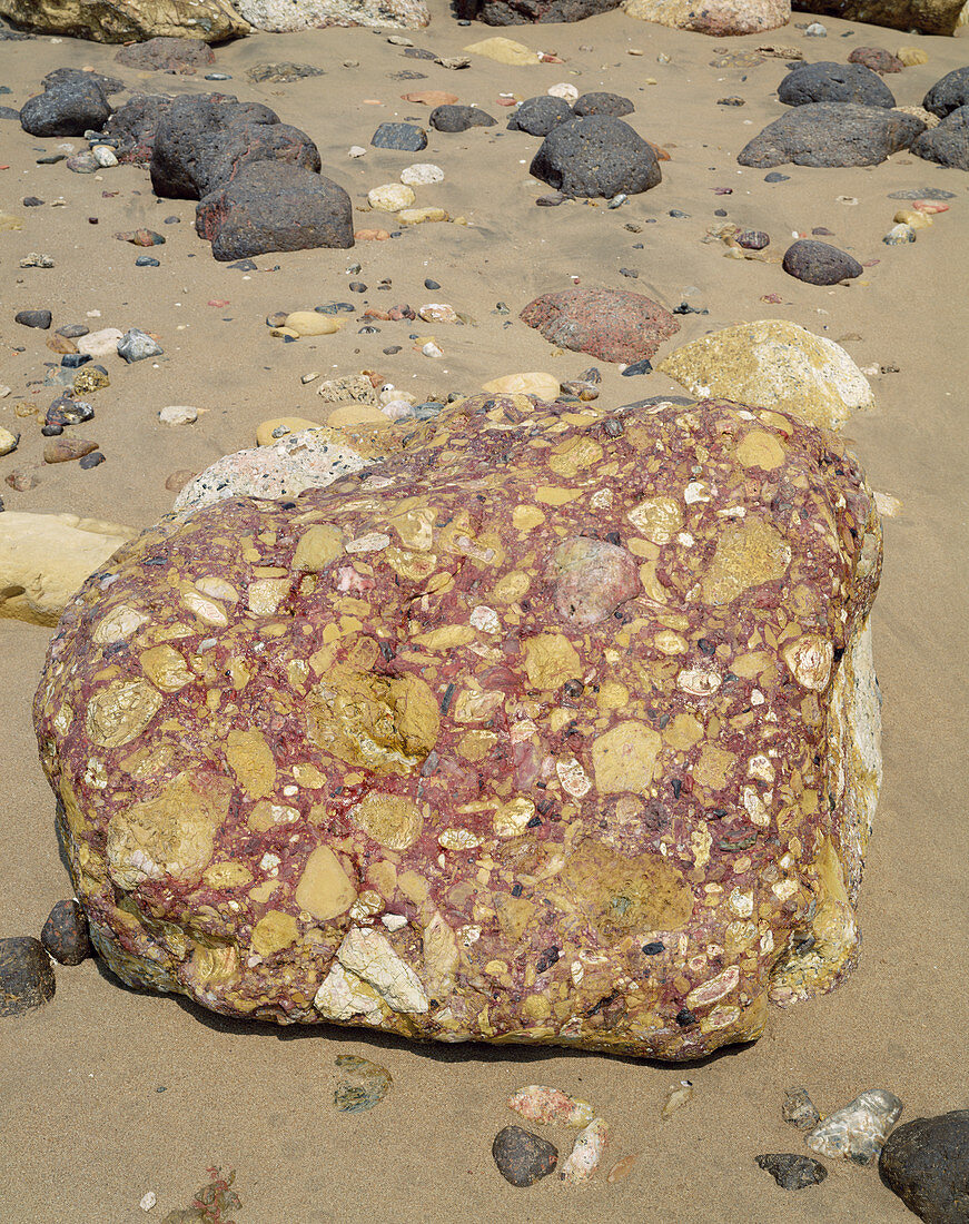 Conglomerate boulder