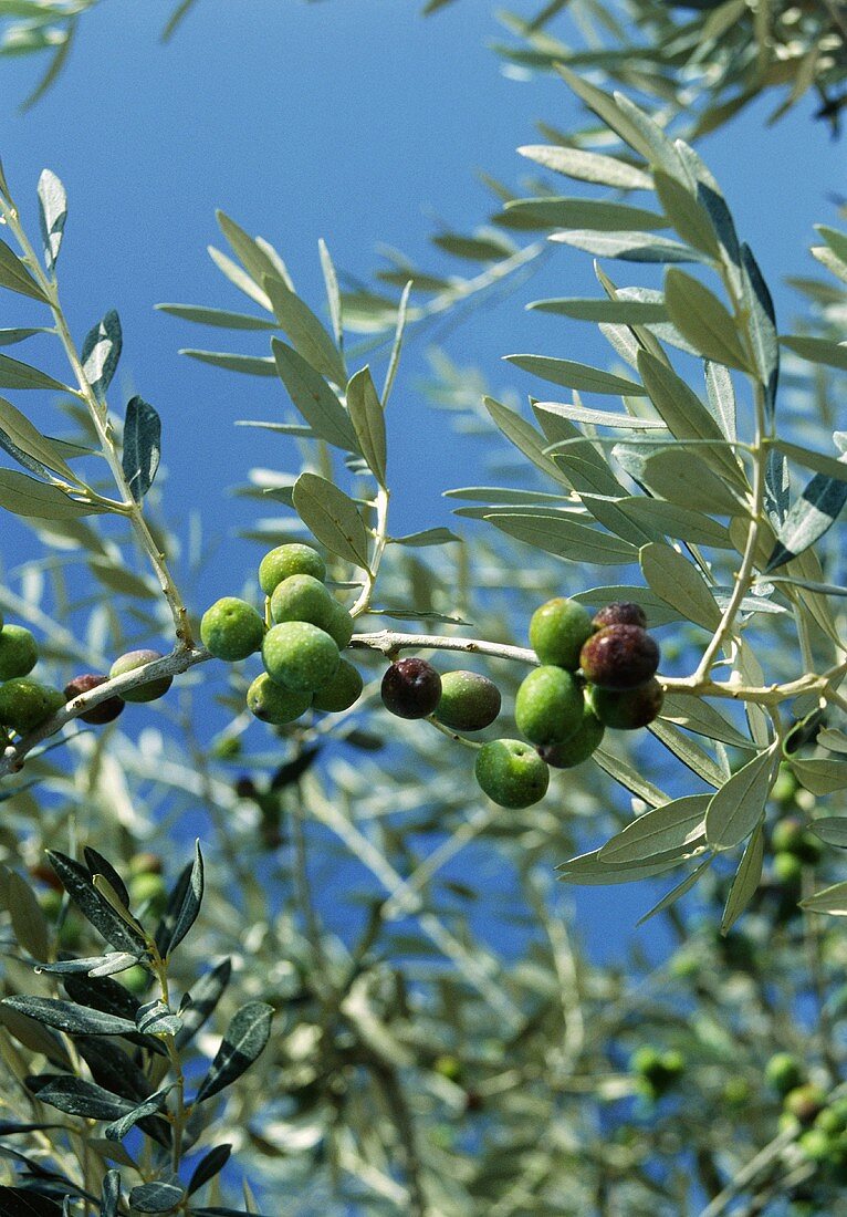 Olivenzweig mit Früchten