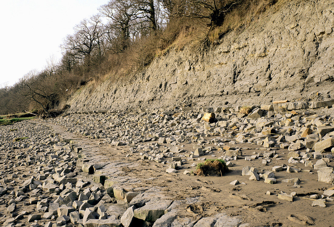 View of the Lower Lias rock strata at Hock Cliff