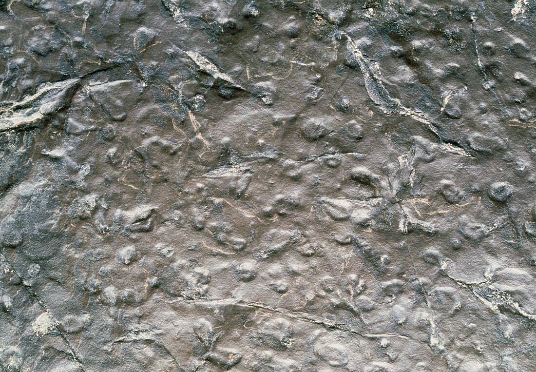 Cut surface of metamorphic sandstone rock