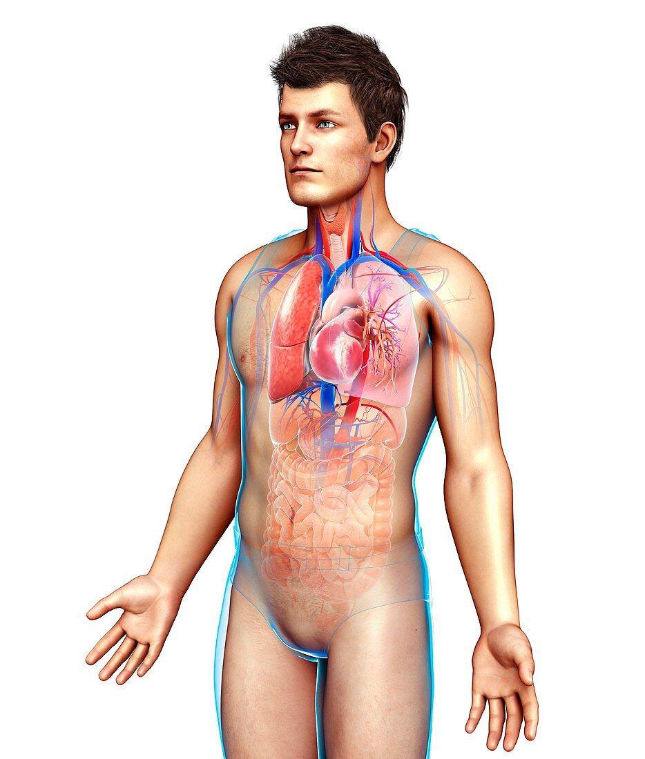 Male respiratory system,illustration