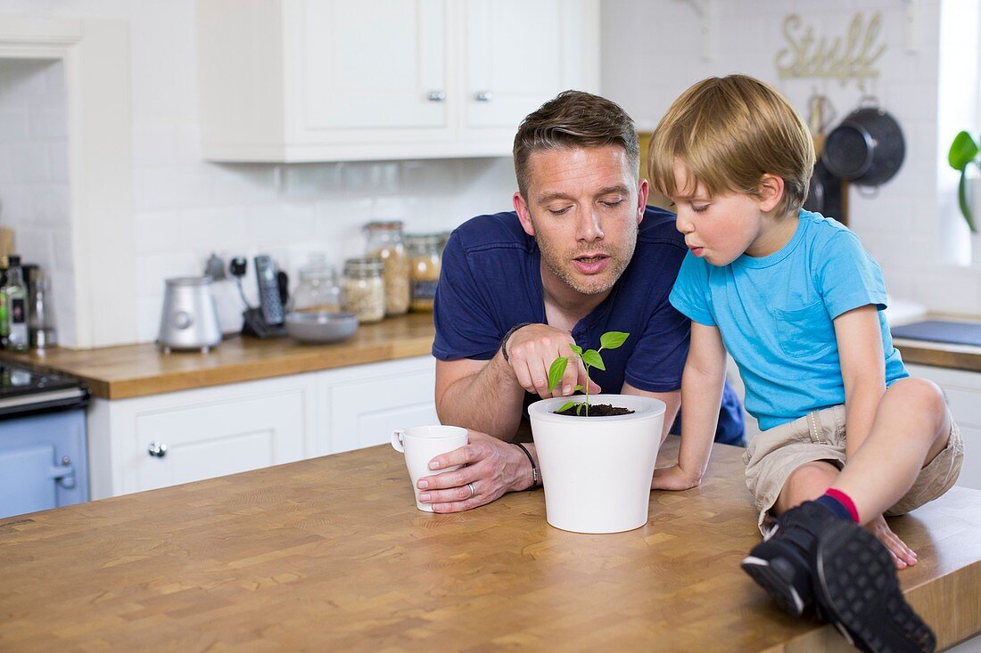 Father and son looking at plant in pot