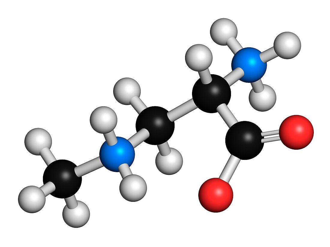 Beta-Methylamino-L-alanine,illustration