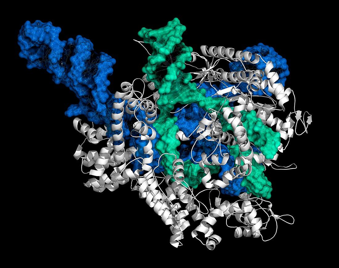 CRISPR-CAS9 gene editing,illustration