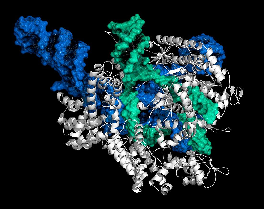 Crispr Cas9 Gene Editingillustration Bild Kaufen 12065139 Science Photo Library 7961