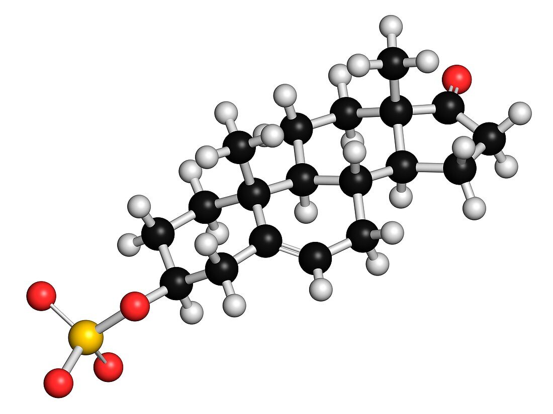 Dehydroepiandrosterone,illustration