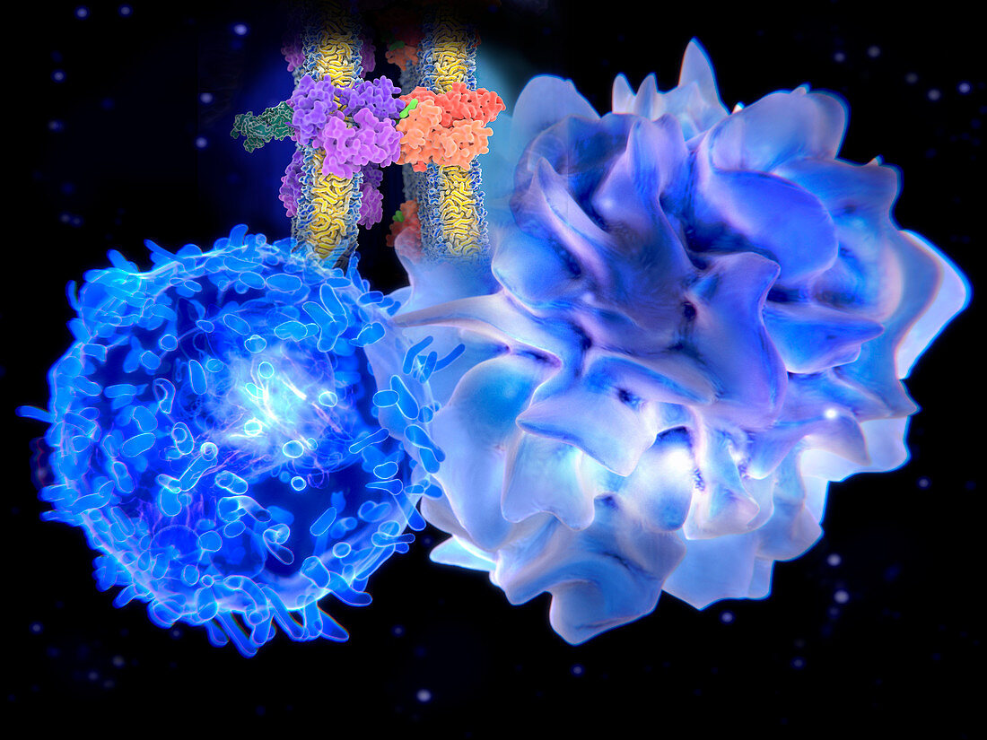 T-cell and dendritic cell interacting