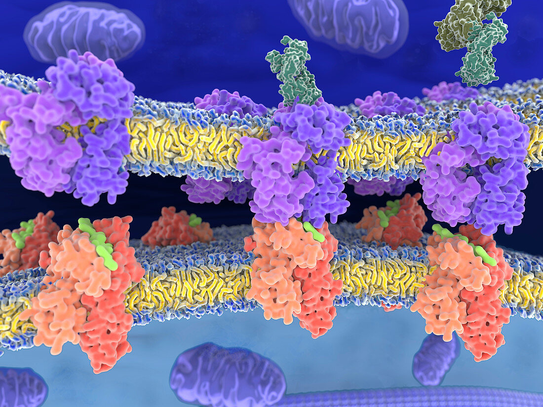 T-cell receptor-MHC-antigen complexes