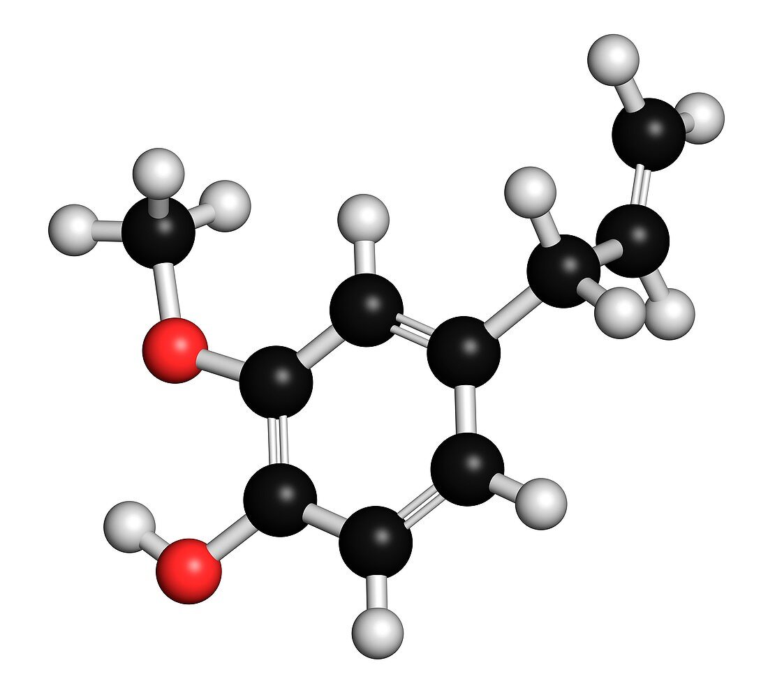 Eugenol molecule,illustration