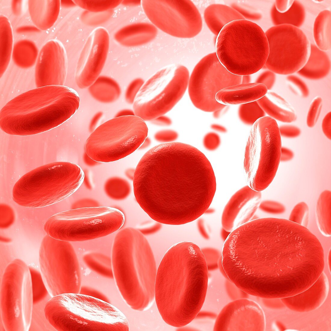 Red blood cells,illustration