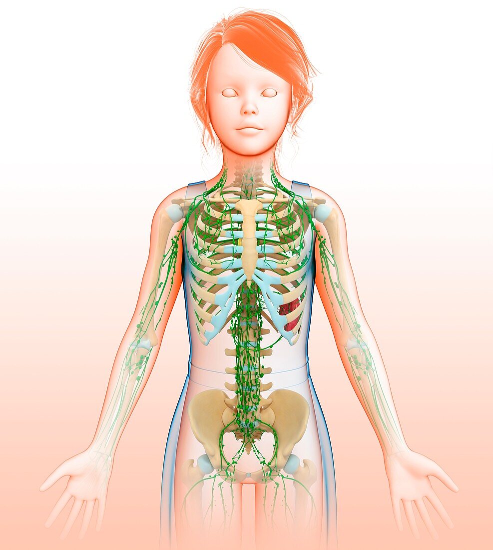 Lymphatic system,illustration