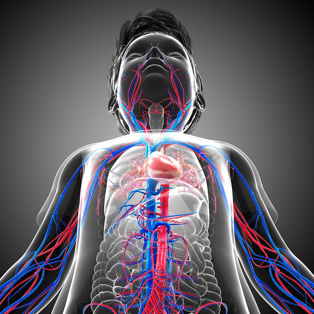 Child's circulatory system,illustration