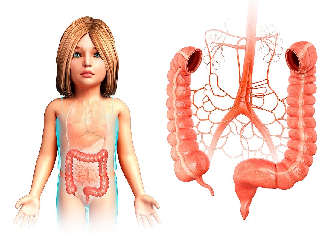 Child's large intestine,illustration