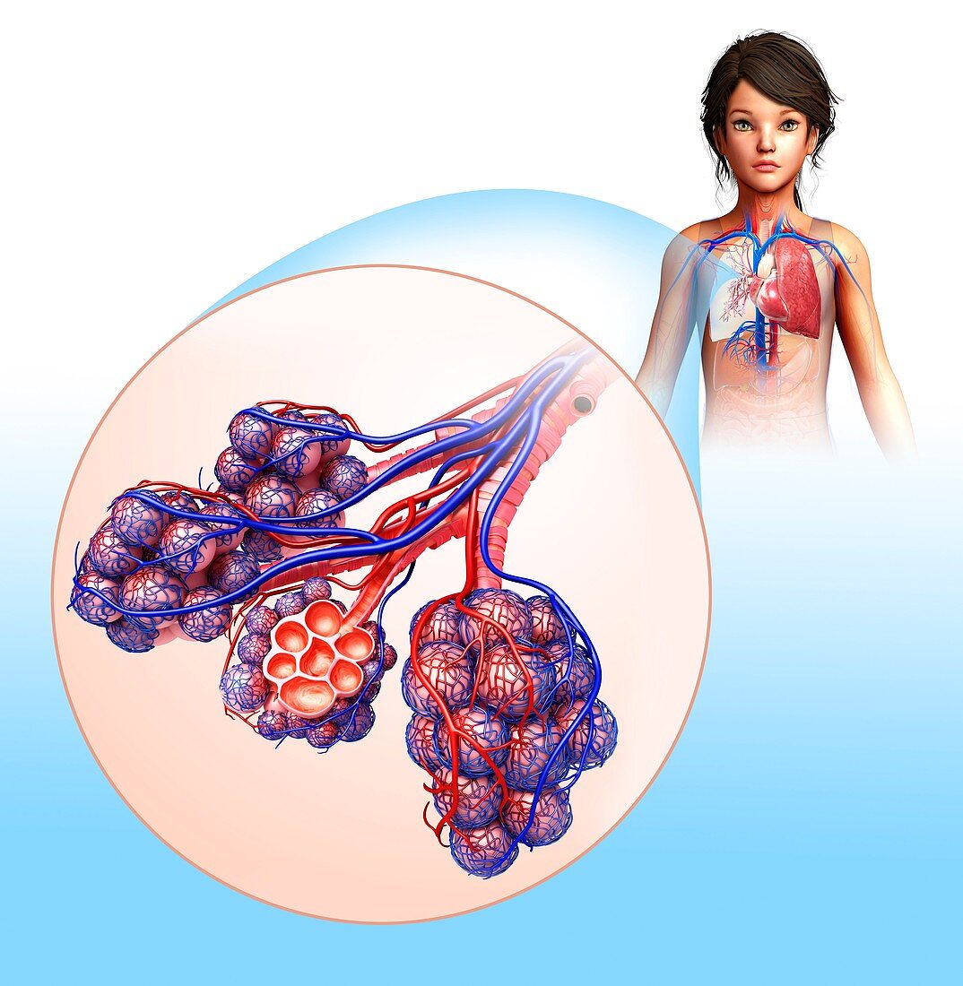 Alveoli anatomy,illustration