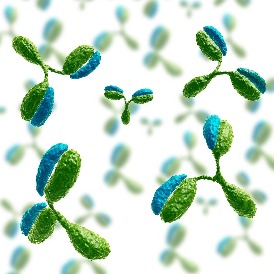 Antibody 1IGT molecules,illustration