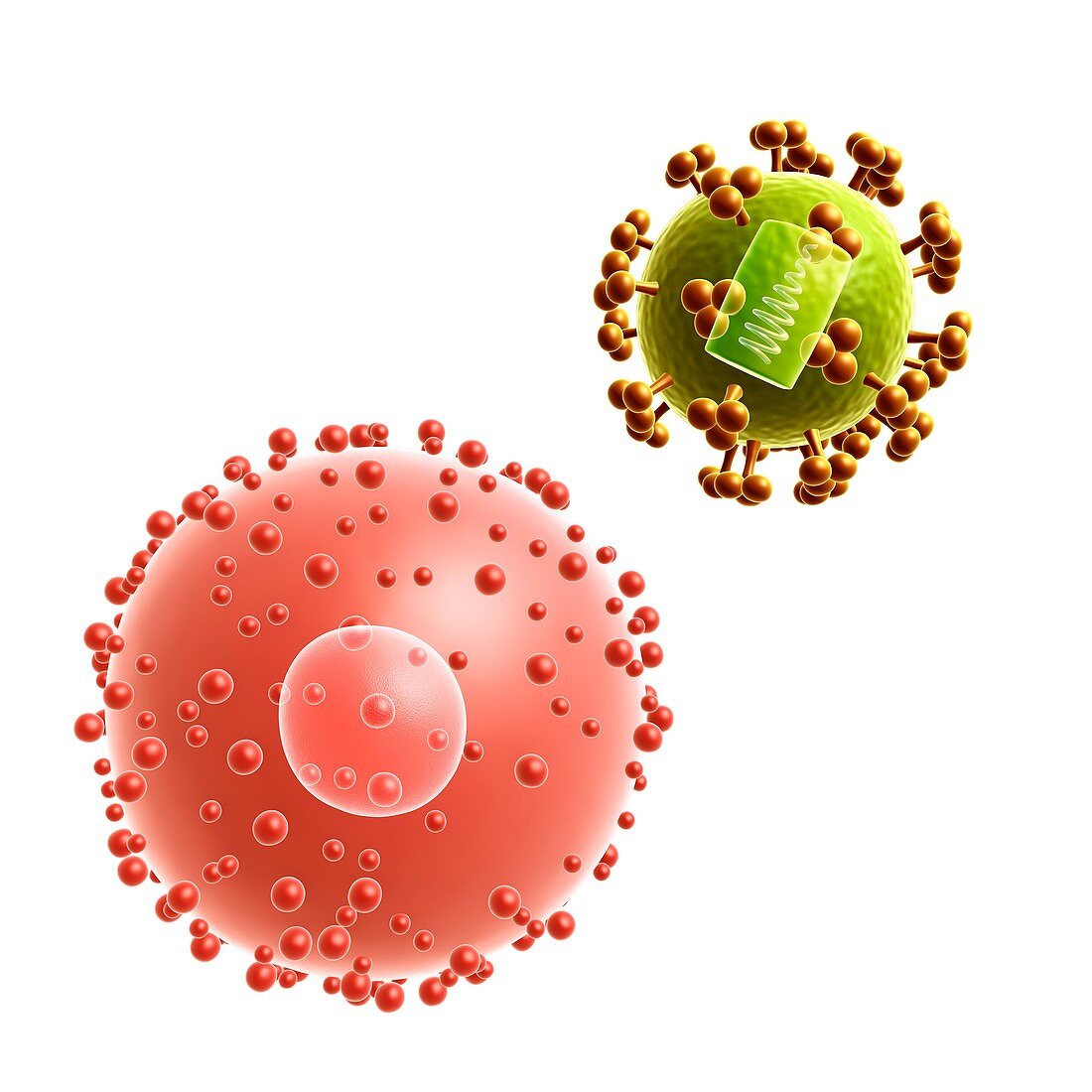 HIV virus infecting a cell,illustration