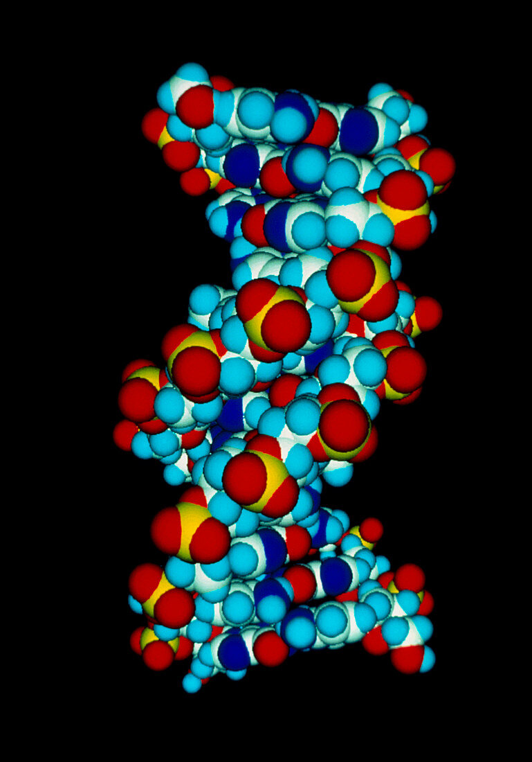 Molecular representation of a fragment of DNA