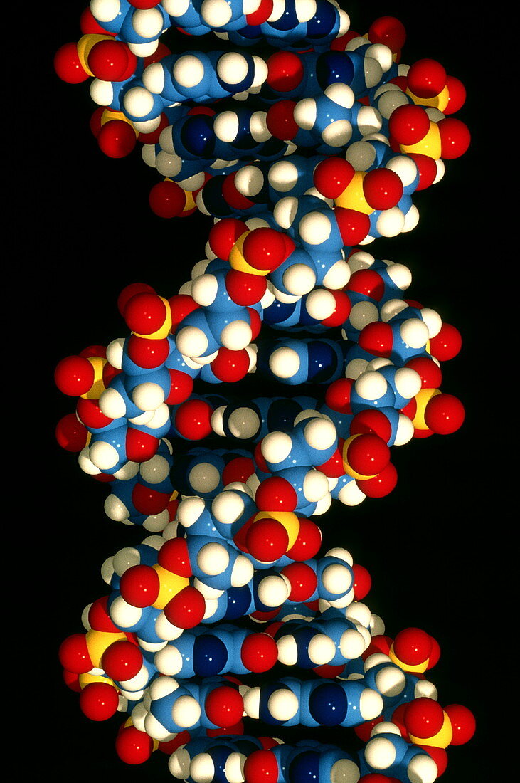 Computer-generated model of a DNA molecule