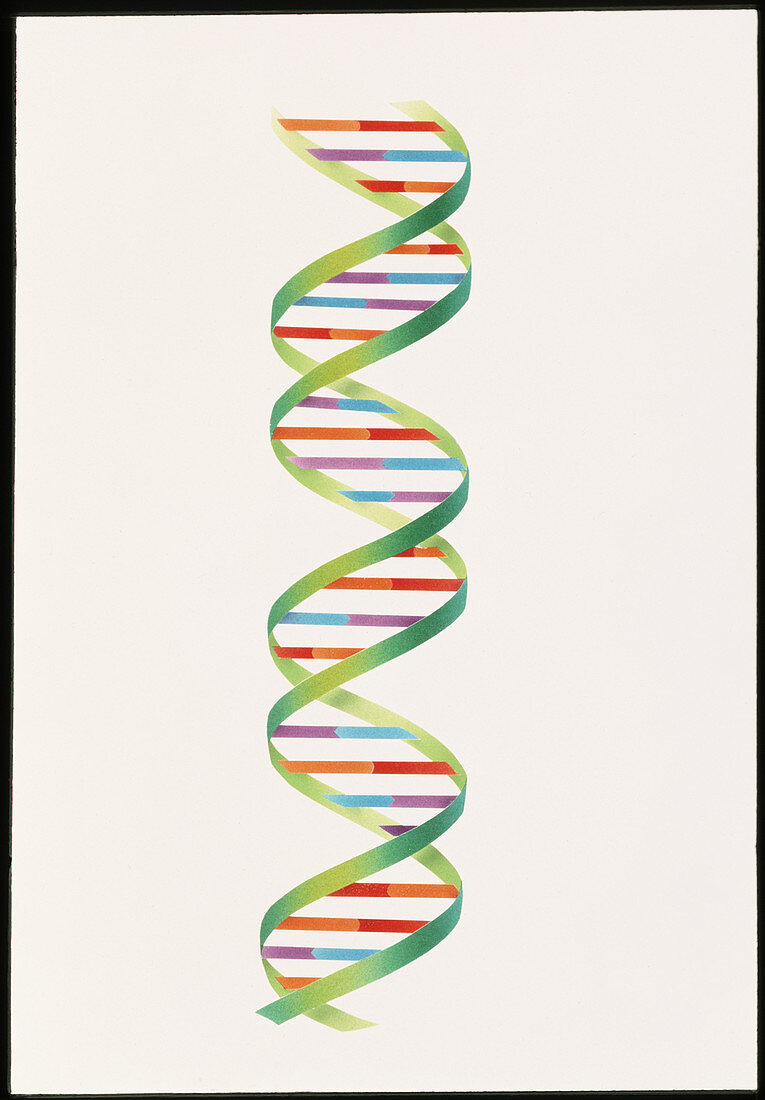 Artwork of the beta DNA molecule