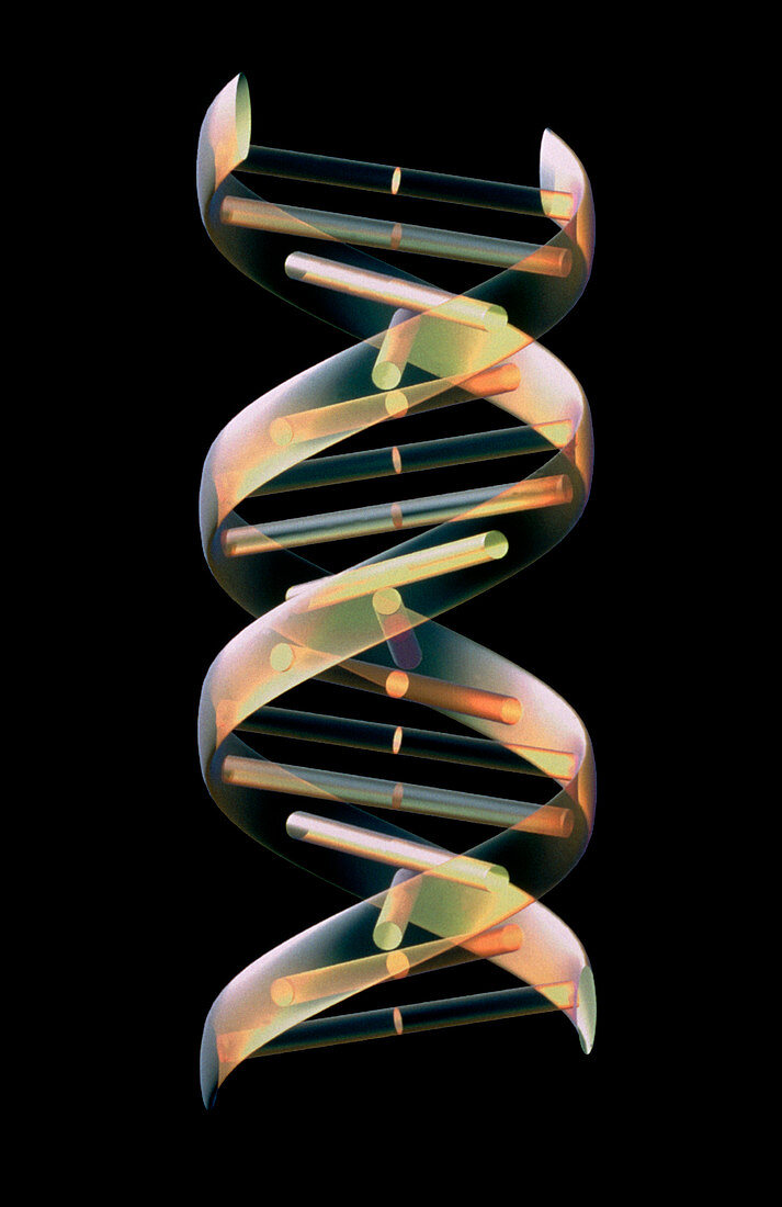 Computer artwork of part of a beta-DNA molecule