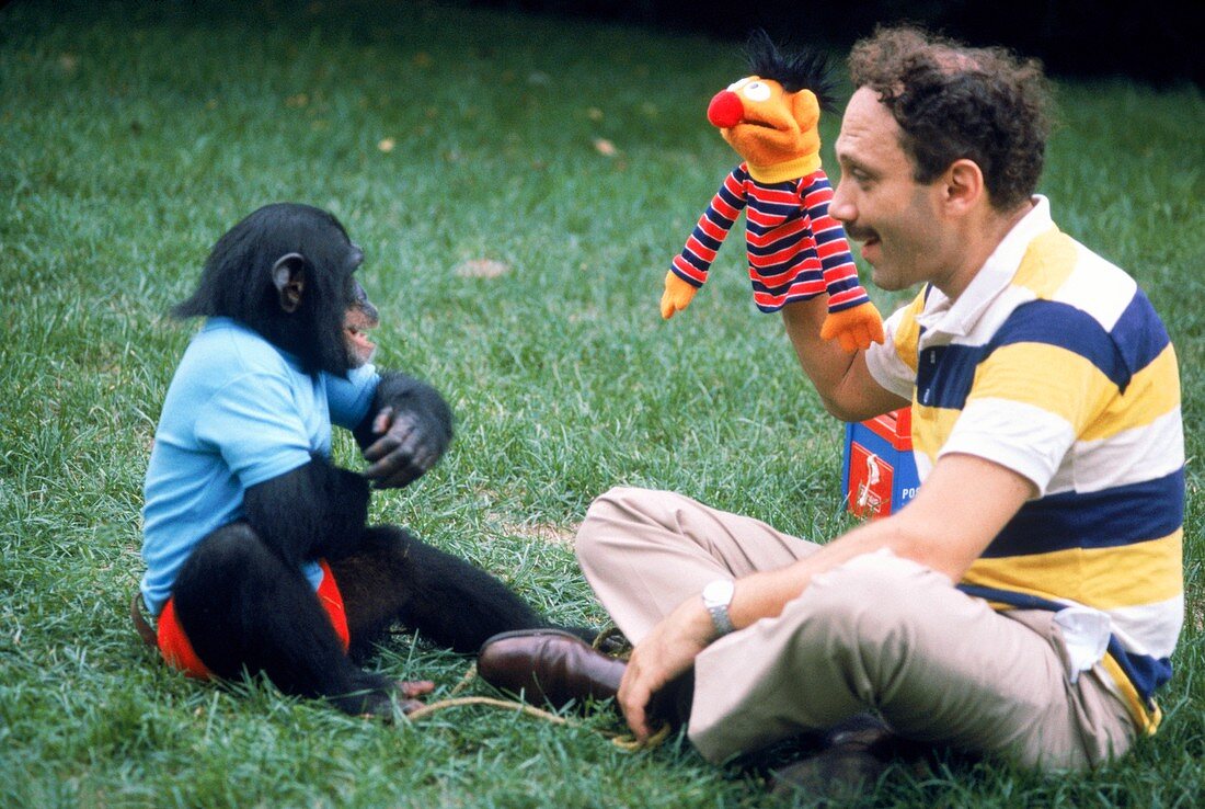 Herbert Terrace with Nim the chimpanzee