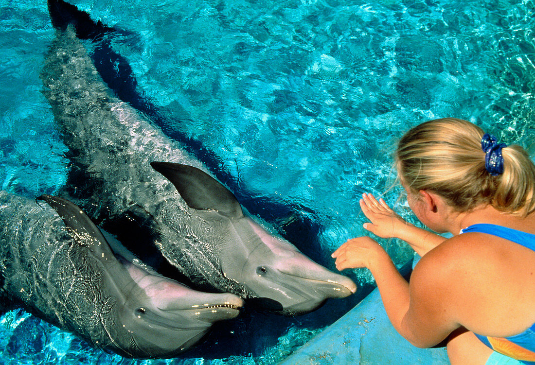 Researcher uses hands to communicate with dolphins