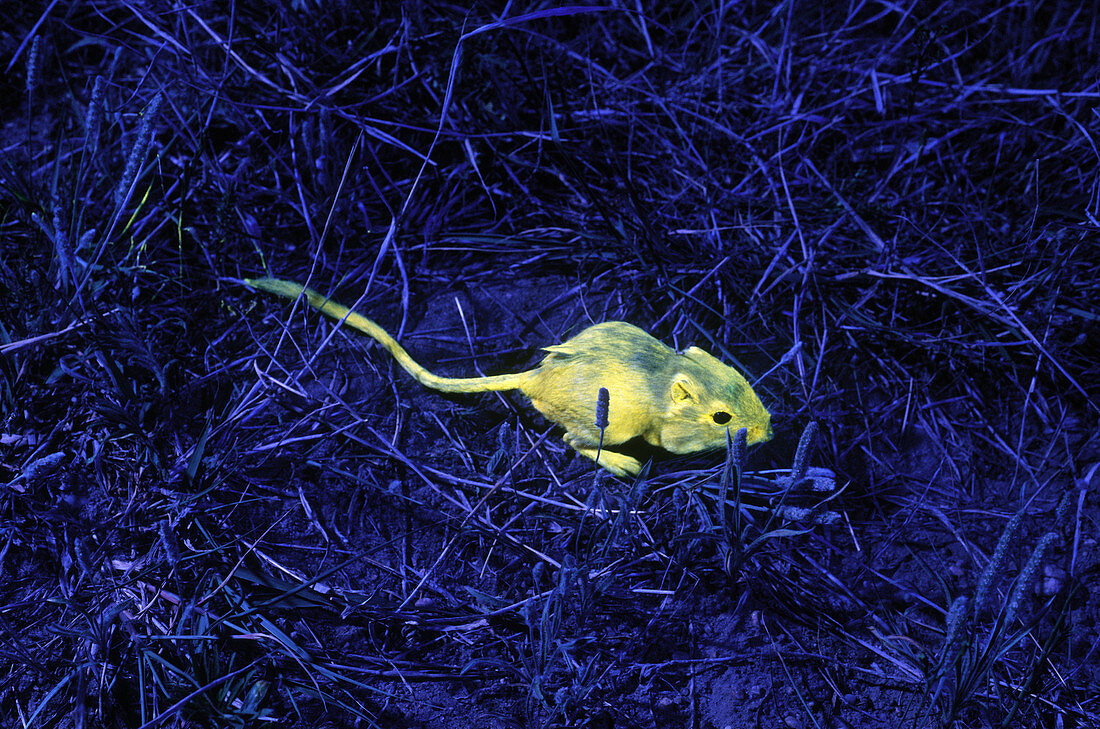 Tracking Kangaroo Rats with Fluorescence
