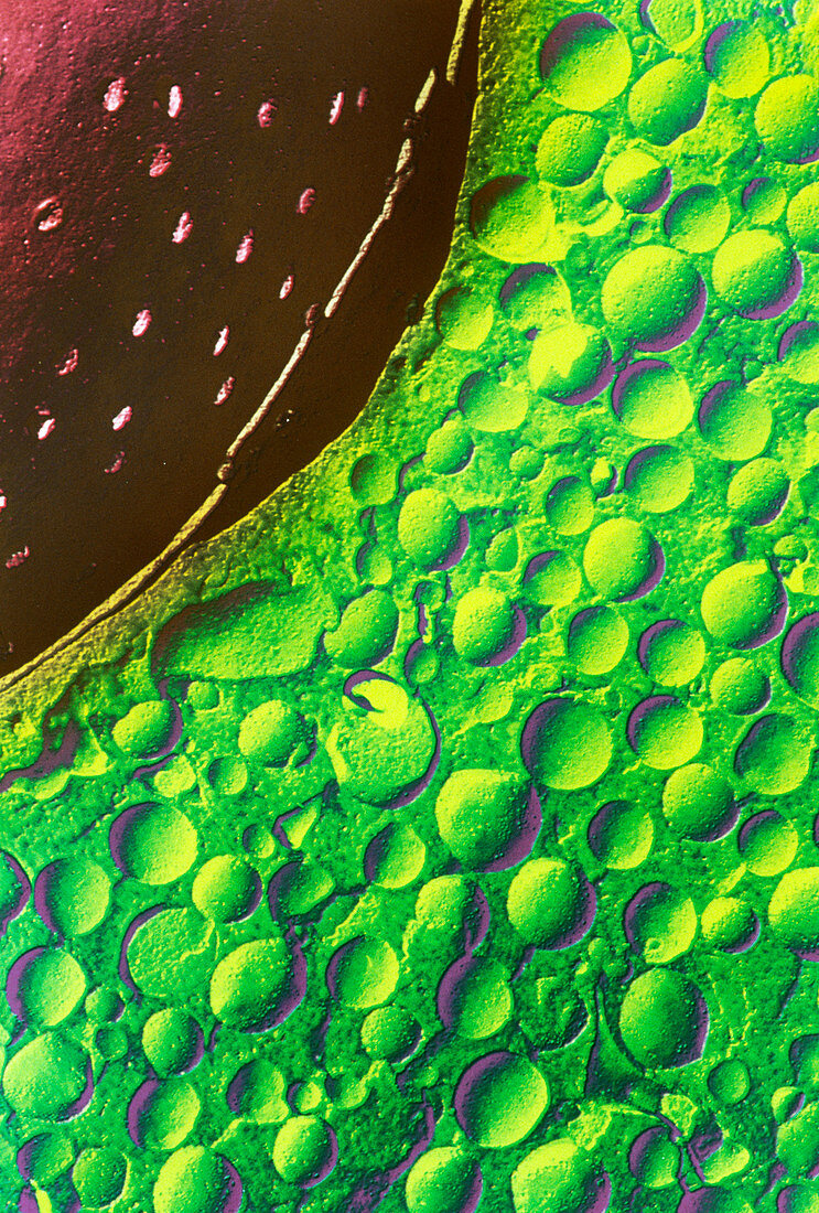 Coloured SEM of a cell nucleus