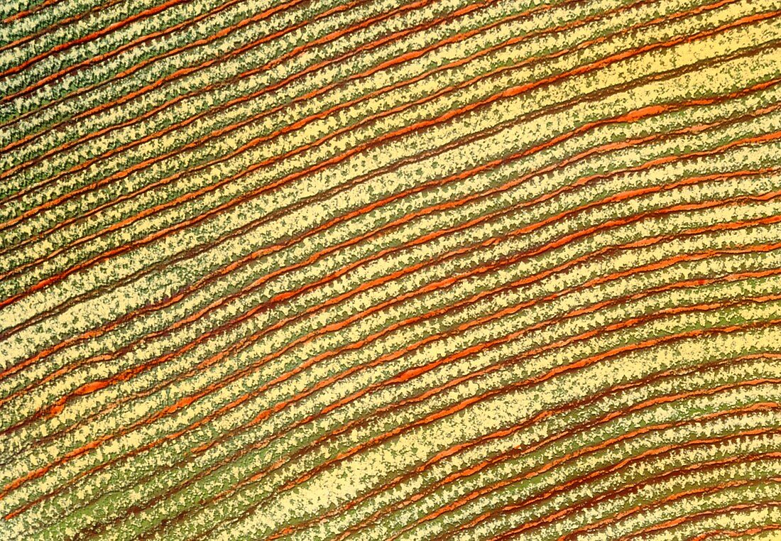 Coloured TEM of rough endoplasmic reticulum