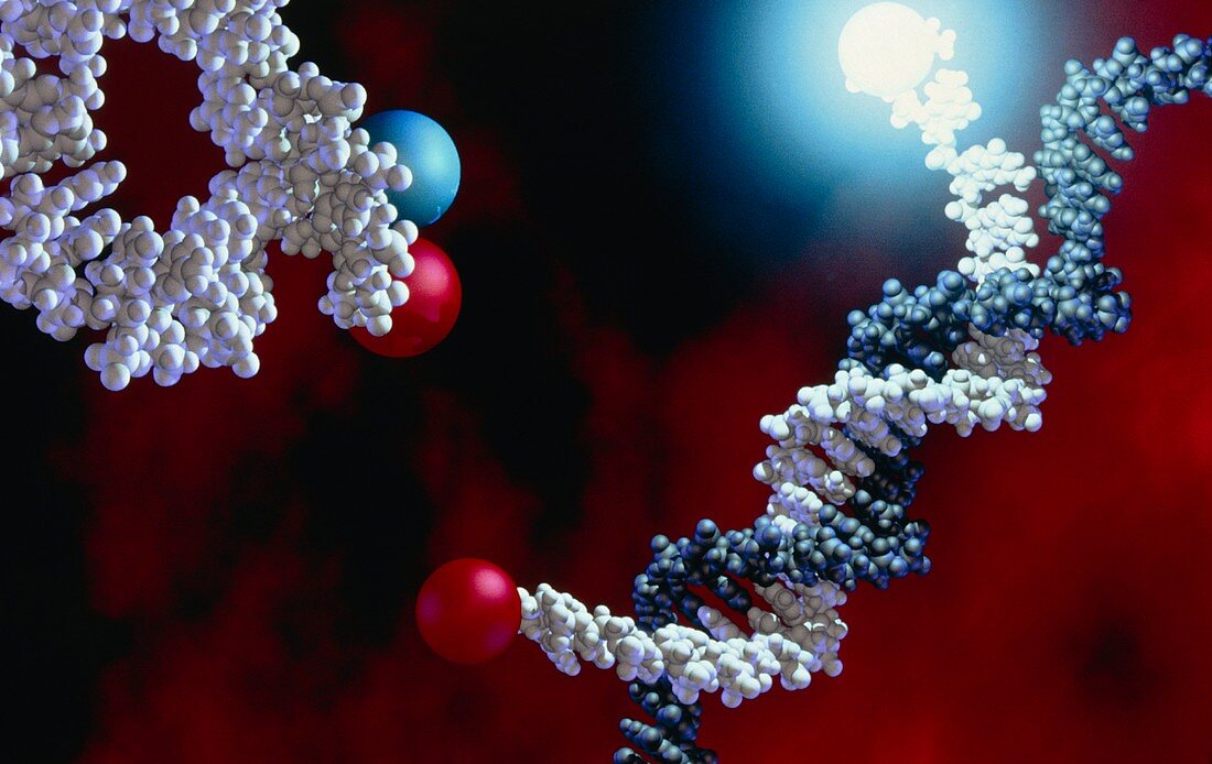 Molecular beacon genetic probe