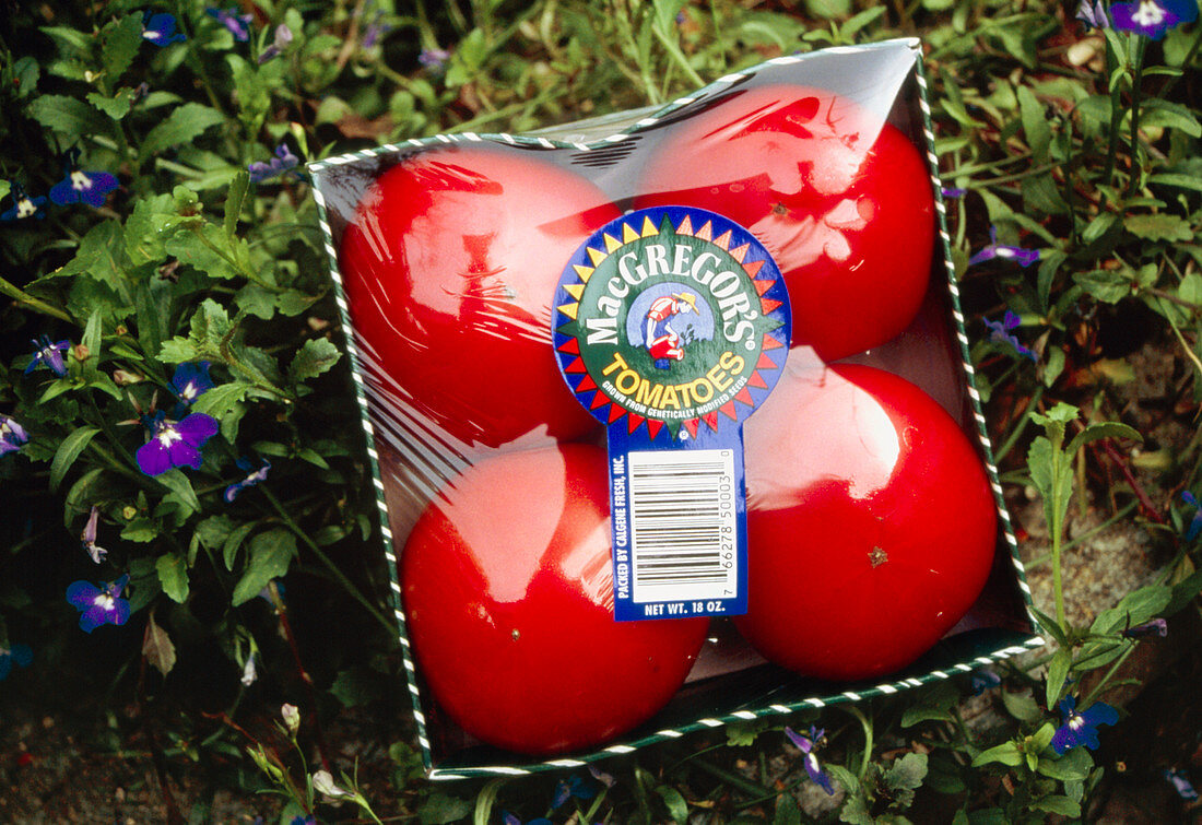 Pack of genetically engineered tomatoes