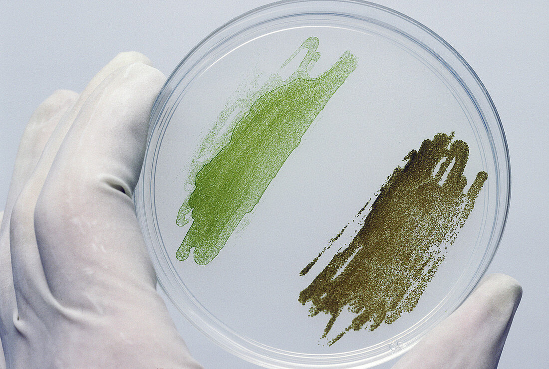 Oil-Yielding Algae