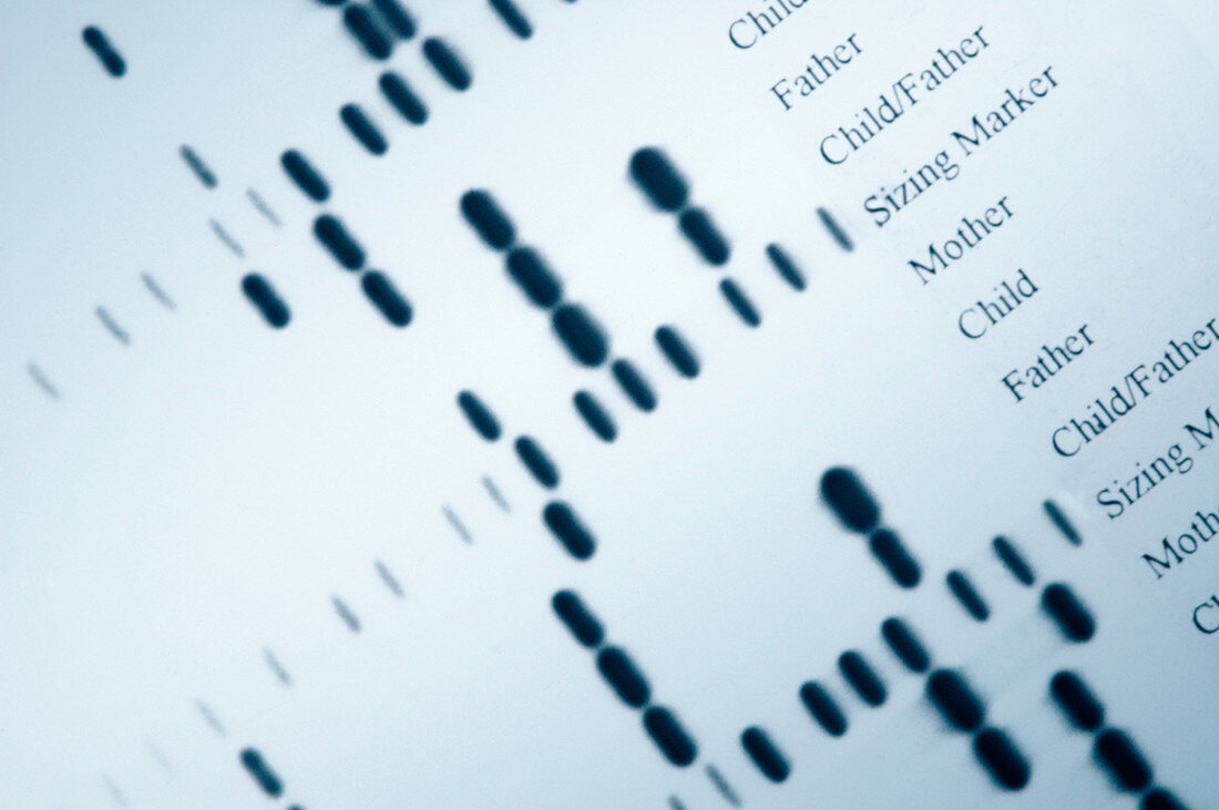 DNA Fingerprints
