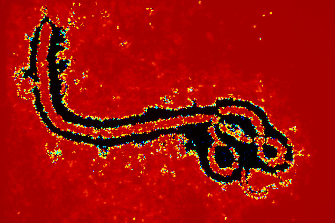 Coloured TEM of an Ebola virus