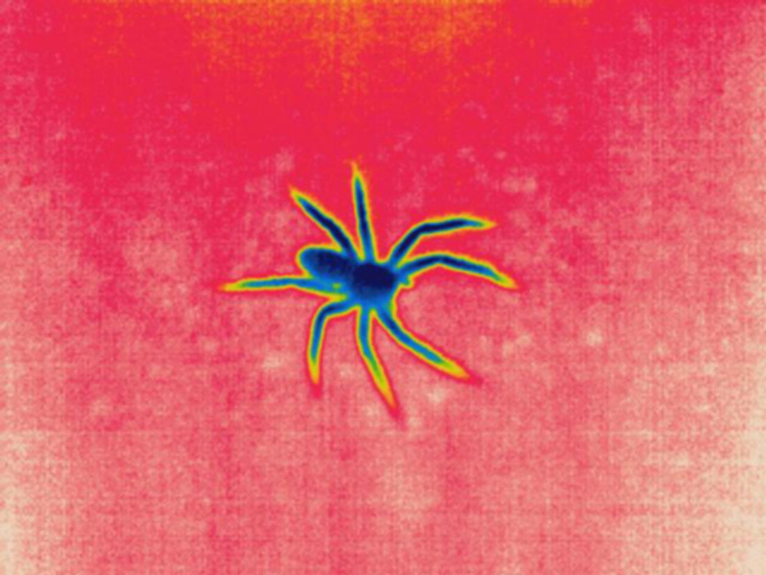 Thermogram of a spider