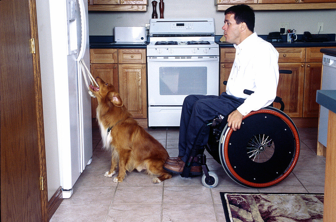 Disabled mans dog opens fridge door for him