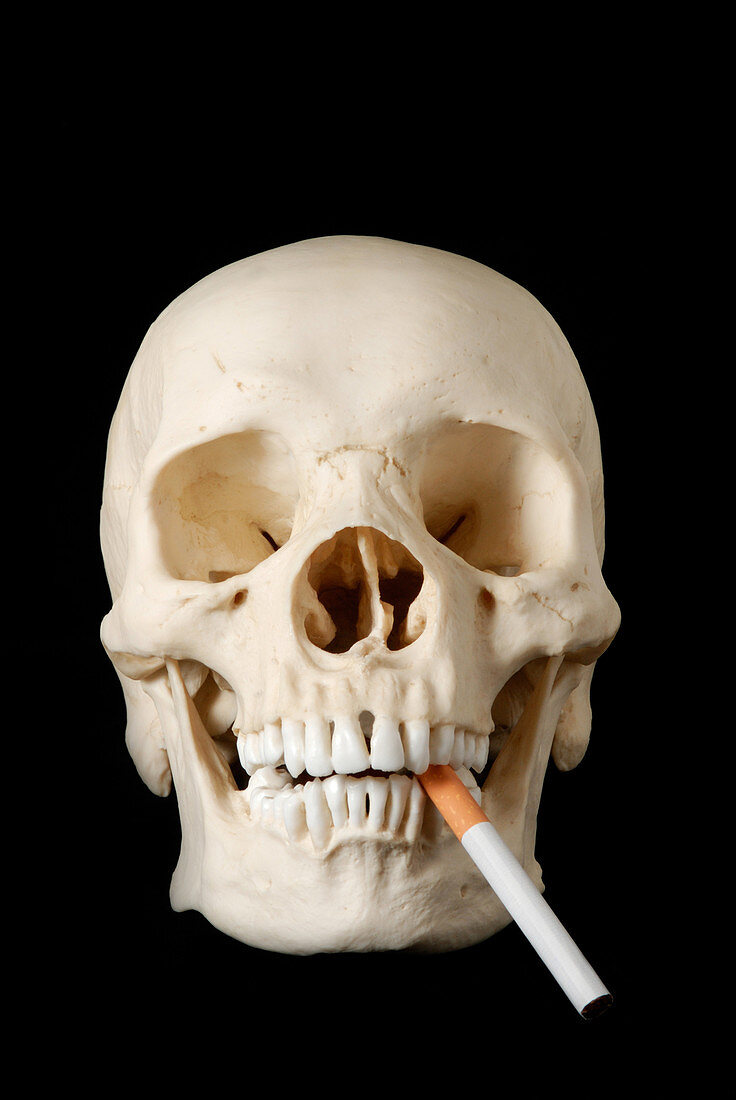 Human skull with cigarette in mouth