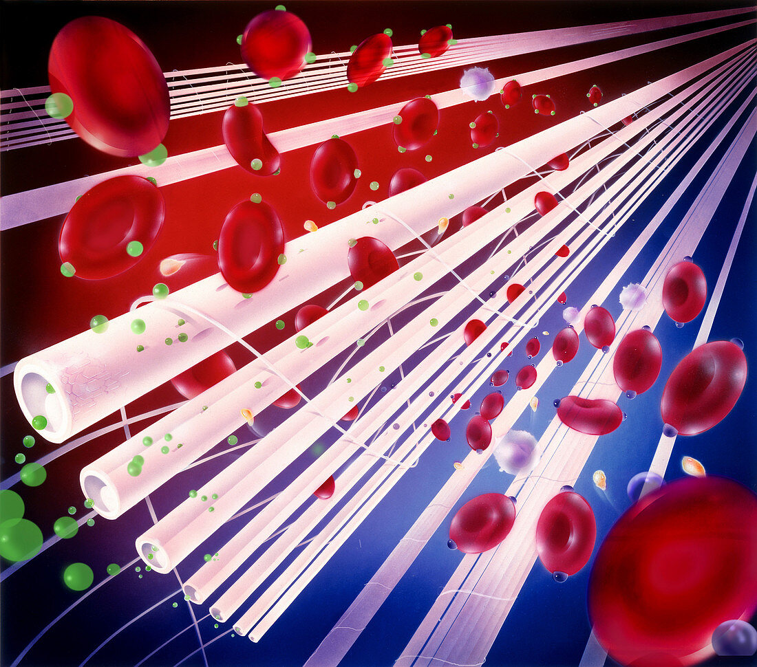 Illustration of fibers that filter blood