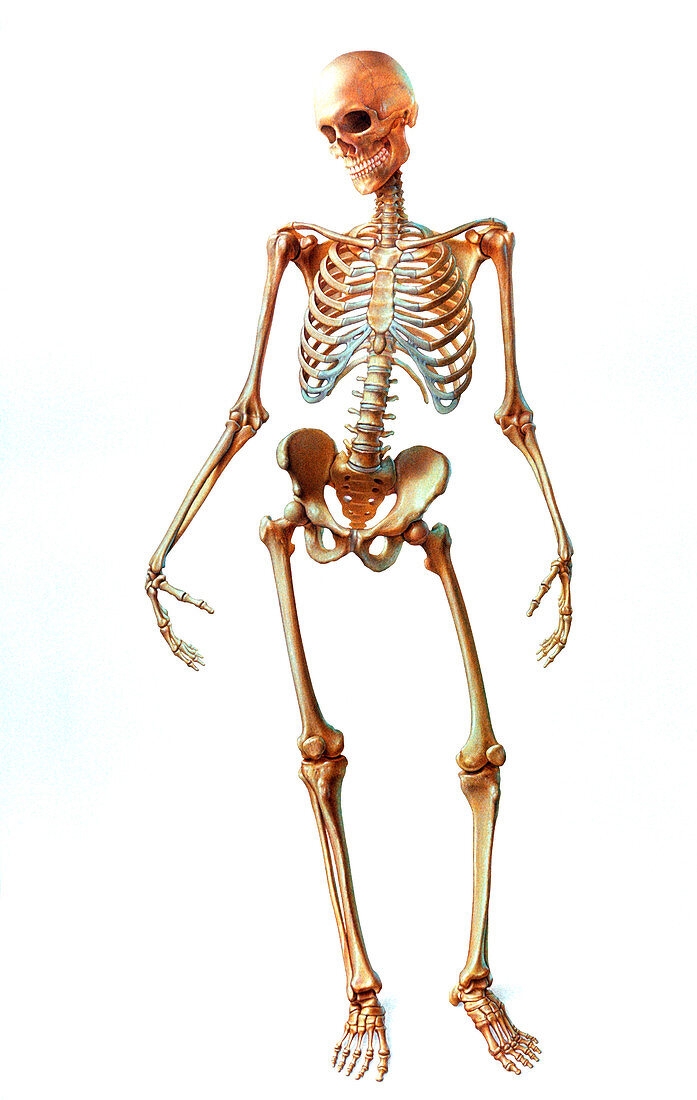 Artwork of human skeleton