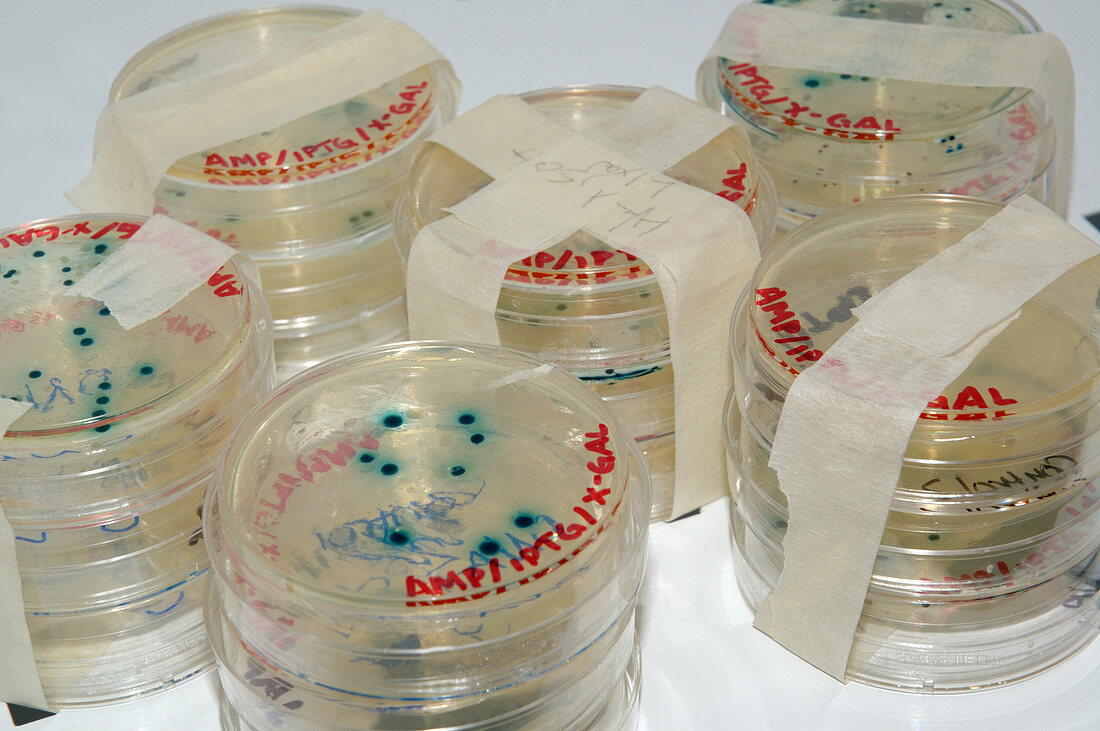 Bacteria culture in petri dishes