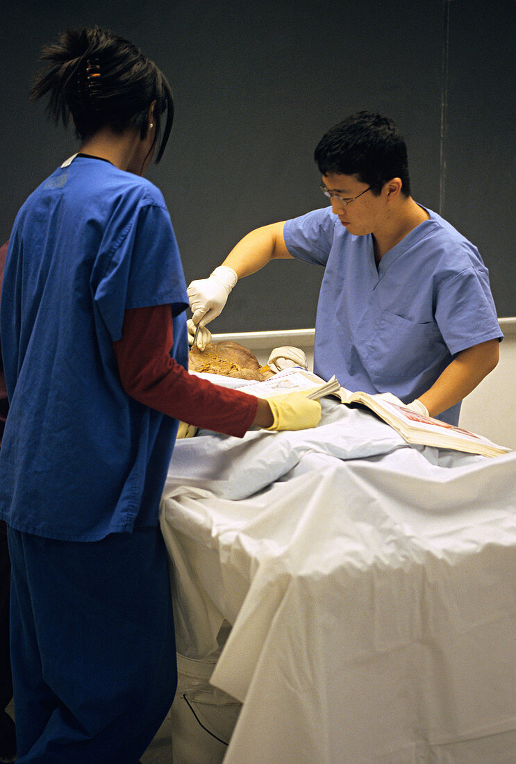 Medical Students Dissecting a Cadaver