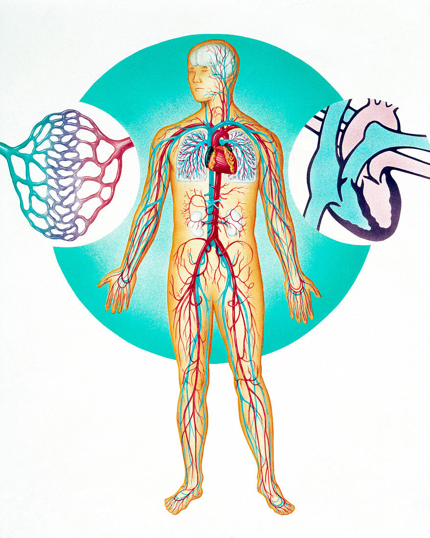 Illustration of the human blood circulation system